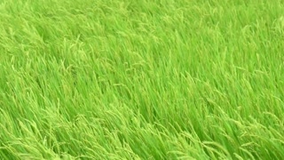 Lush green rice paddy field swaying gently in the breeze on a sunny summer day