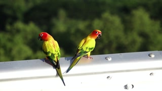 Two sun conure parrots perched together on a metal railing in natural sunlight