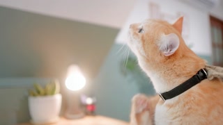 Portrait of a cute ginger tabby cat scratching its ear indoor