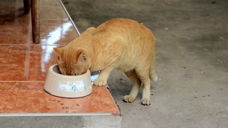 Orange tabby cat eating food from a bowl on a tiled surface in a home setting