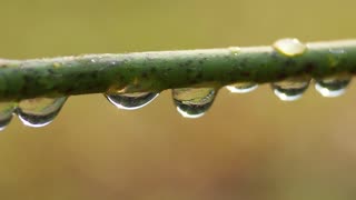 Raindrops clinging to a slender green twig after a refreshing spring shower