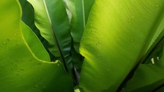 Close up of vibrant green bird's nest fern leaves glistening with fresh raindrops