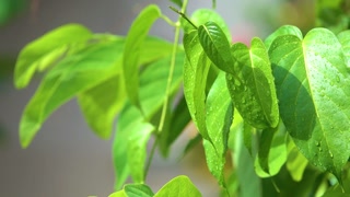 Lush green leaves glistening with fresh raindrops in a vibrant natural setting
