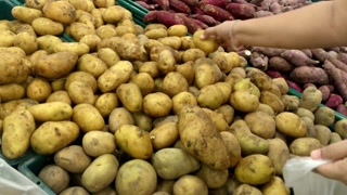 Person selecting fresh potatoes and sweet potatoes at a grocery store today
