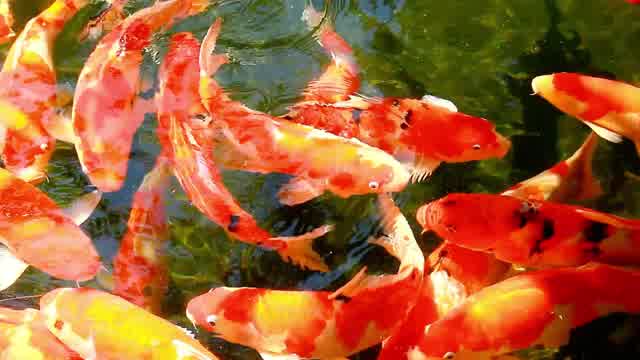 Freshwater Pond Stock Footage: Royalty Free Video Clips Storyblocks