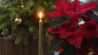 Cozy Christmas home decor. Hand lighting gold candle on background of Christmas tree and red flowers of poinsettia
