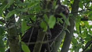 Domestic cat climbs a tree.