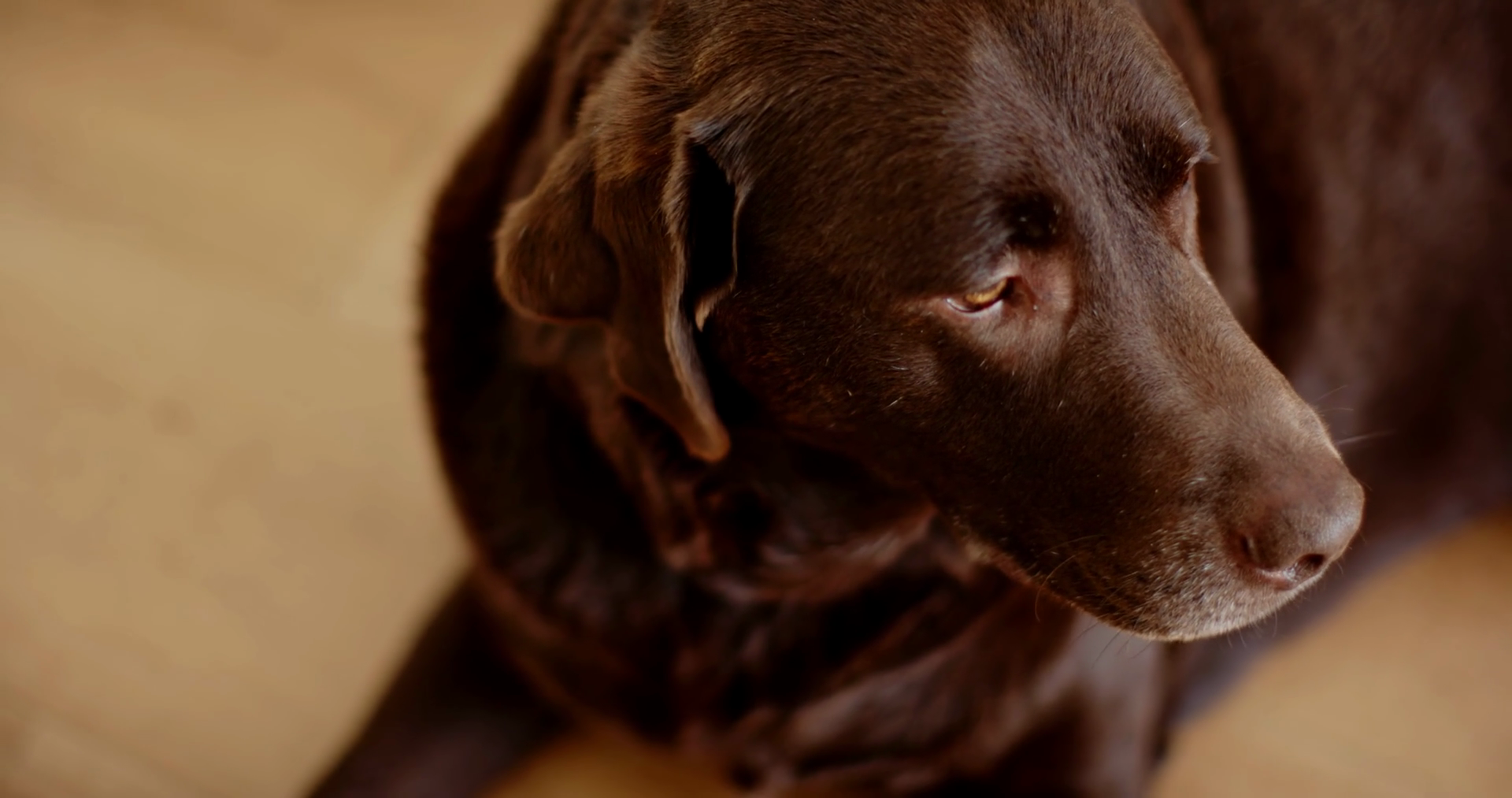 A Brown Labrador Retriever Looks Off To Side Stock Footage SBV ...
