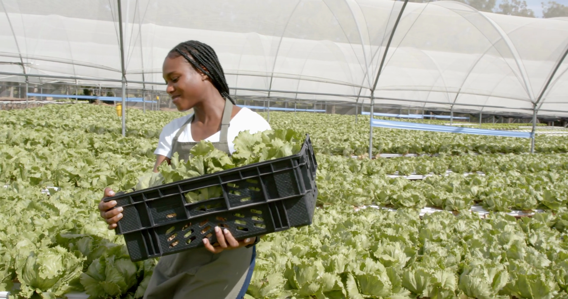 Harvesting Lettuce African American Woman Stock Footage SBV-352132428 ...