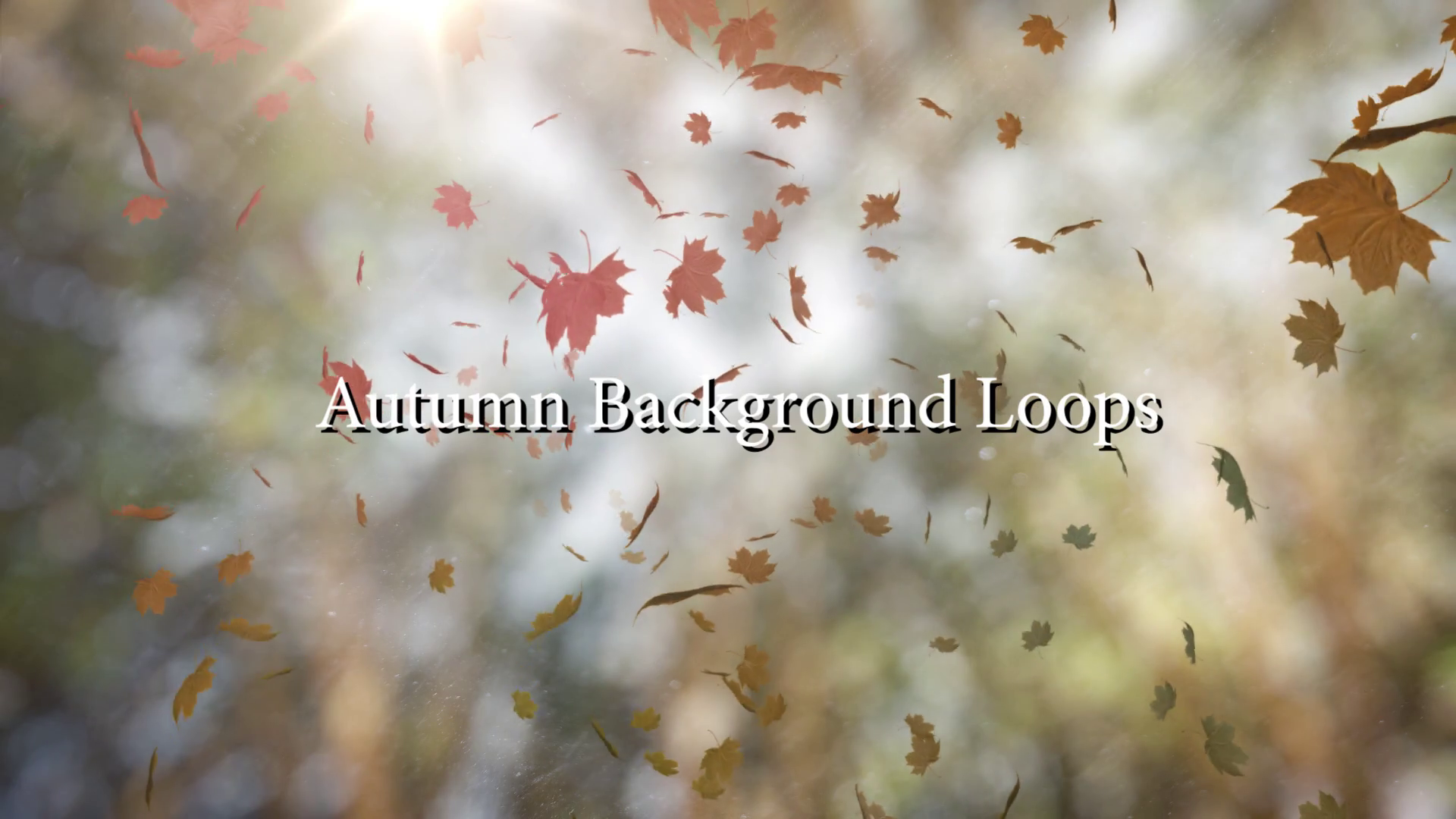 Autumn Background Loops Template SBV338823612 Storyblocks