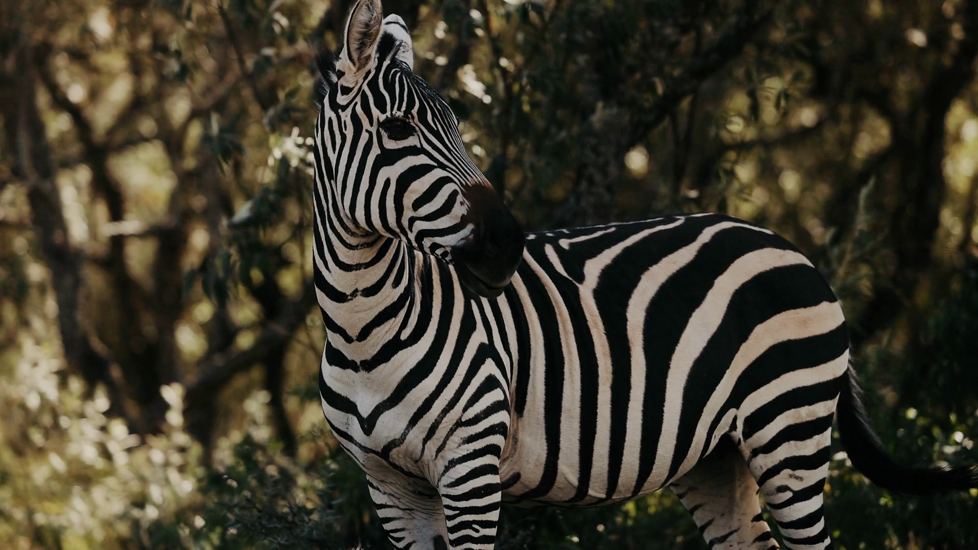Zebra In Natural Environment Close Up Animal Stock Footage SBV ...