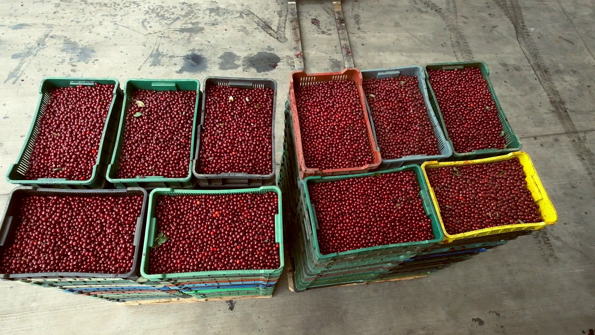 Loader Carries Large Boxes Of Raspberries Stock Footage SBV-330668829 ...