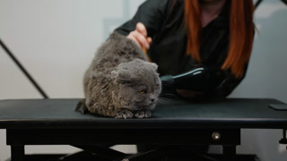 Groomer Drying and Brushing a Gray Cat on a Grooming Table