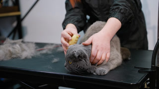 Groomer Caring for a Gray Cat in a Veterinary Clinic Setting