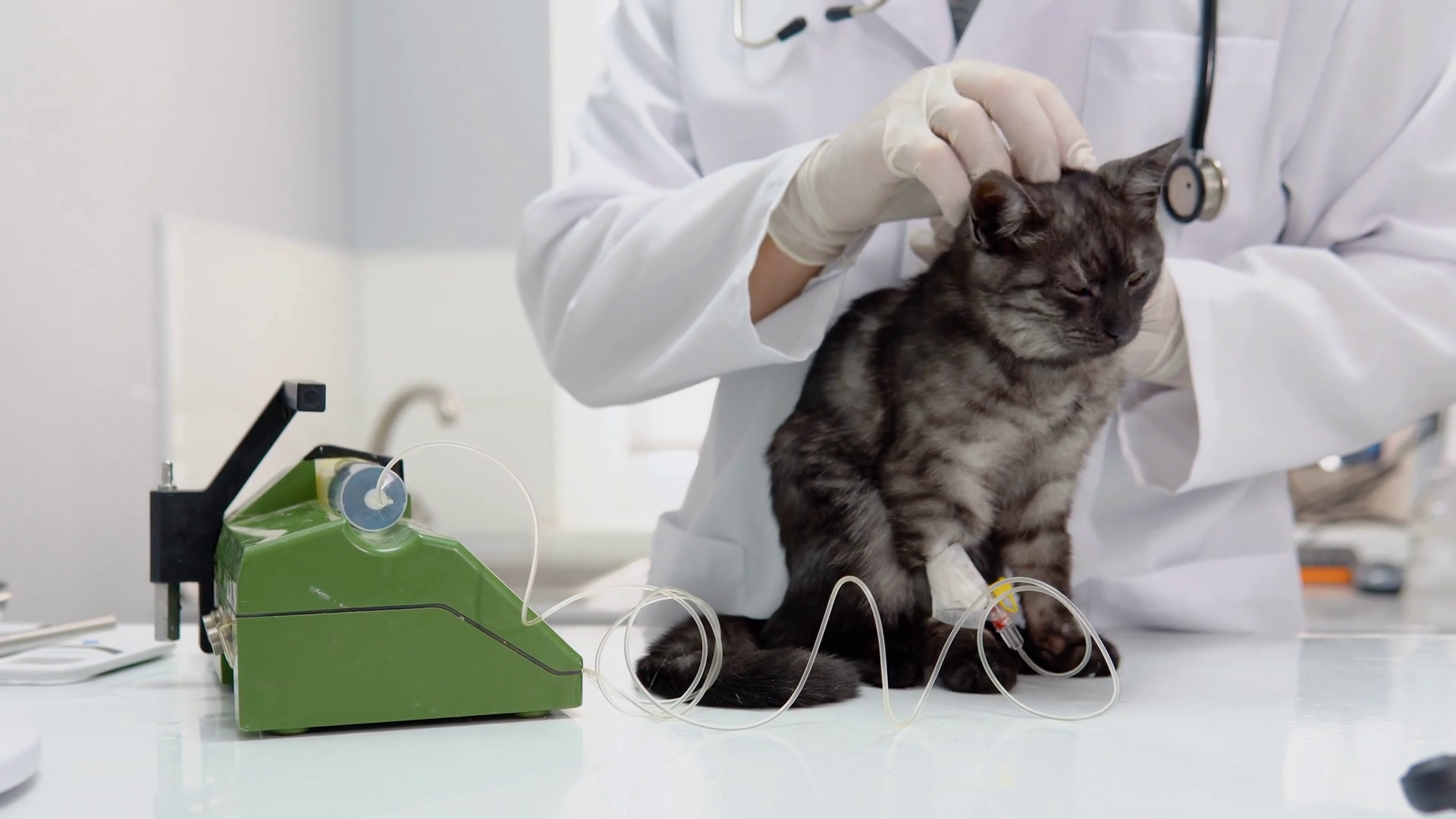 The Veterinarian Makes Injection To Cat Stock Footage SBV-352512924 ...