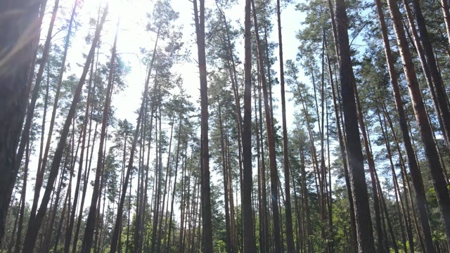 4k Zoom Insane Summer Forest With Red Stock Footage: Royalty-Free Video ...