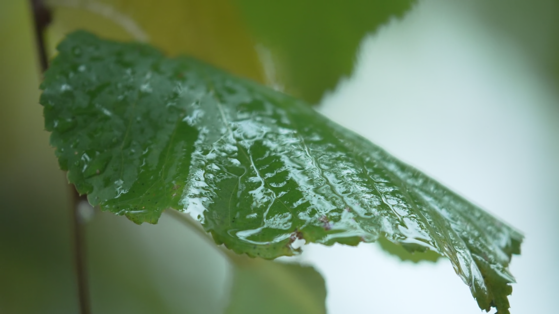 Wet Green Tree Leaves During Rain Stock Footage SBV-348614018 - Storyblocks