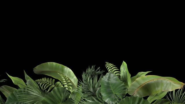 Beast | Effects and Overlays motion backgrounds - Storyblocks