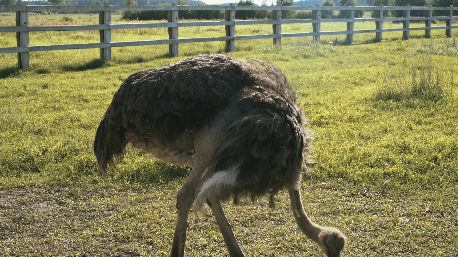 Home Ostrich Farm In Summer Stock Footage SBV-352524740 - Storyblocks