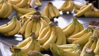 Download Banana Royalty Free Stock Video Clips Storyblocks