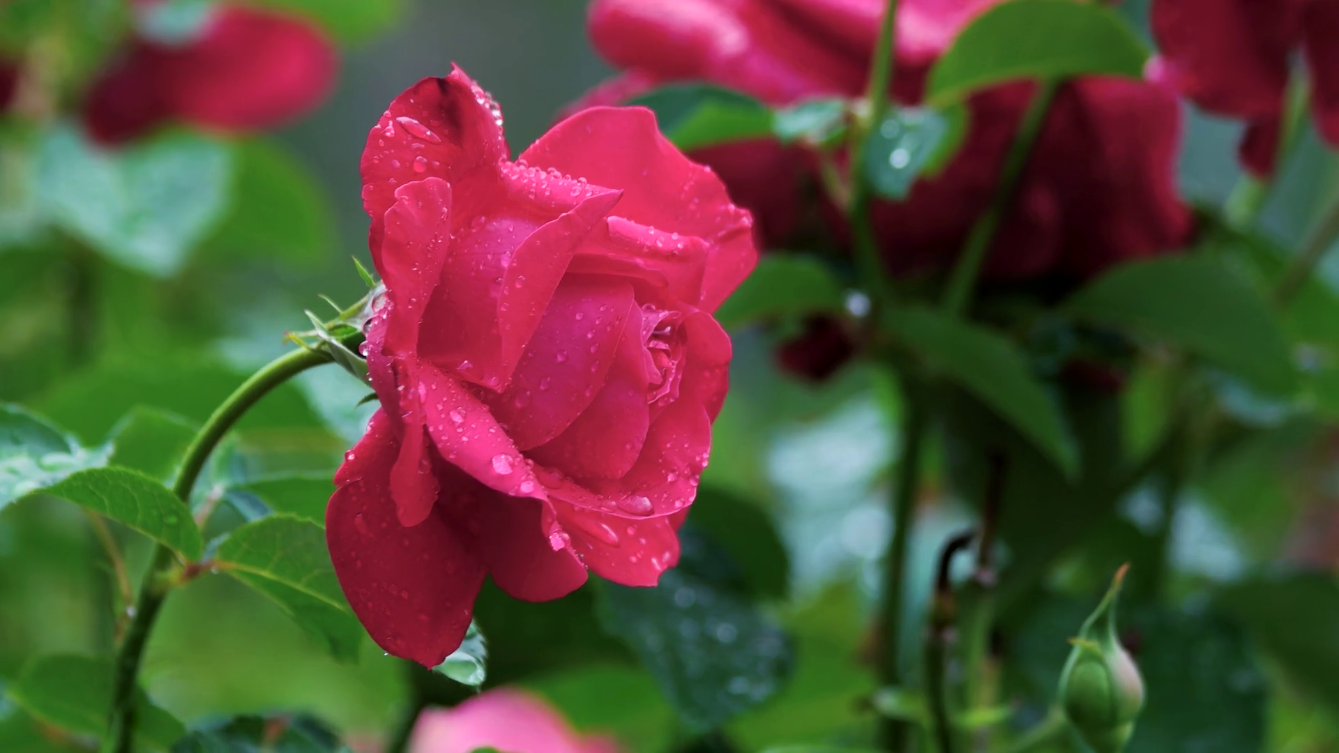 Beauty Of Rose Flower