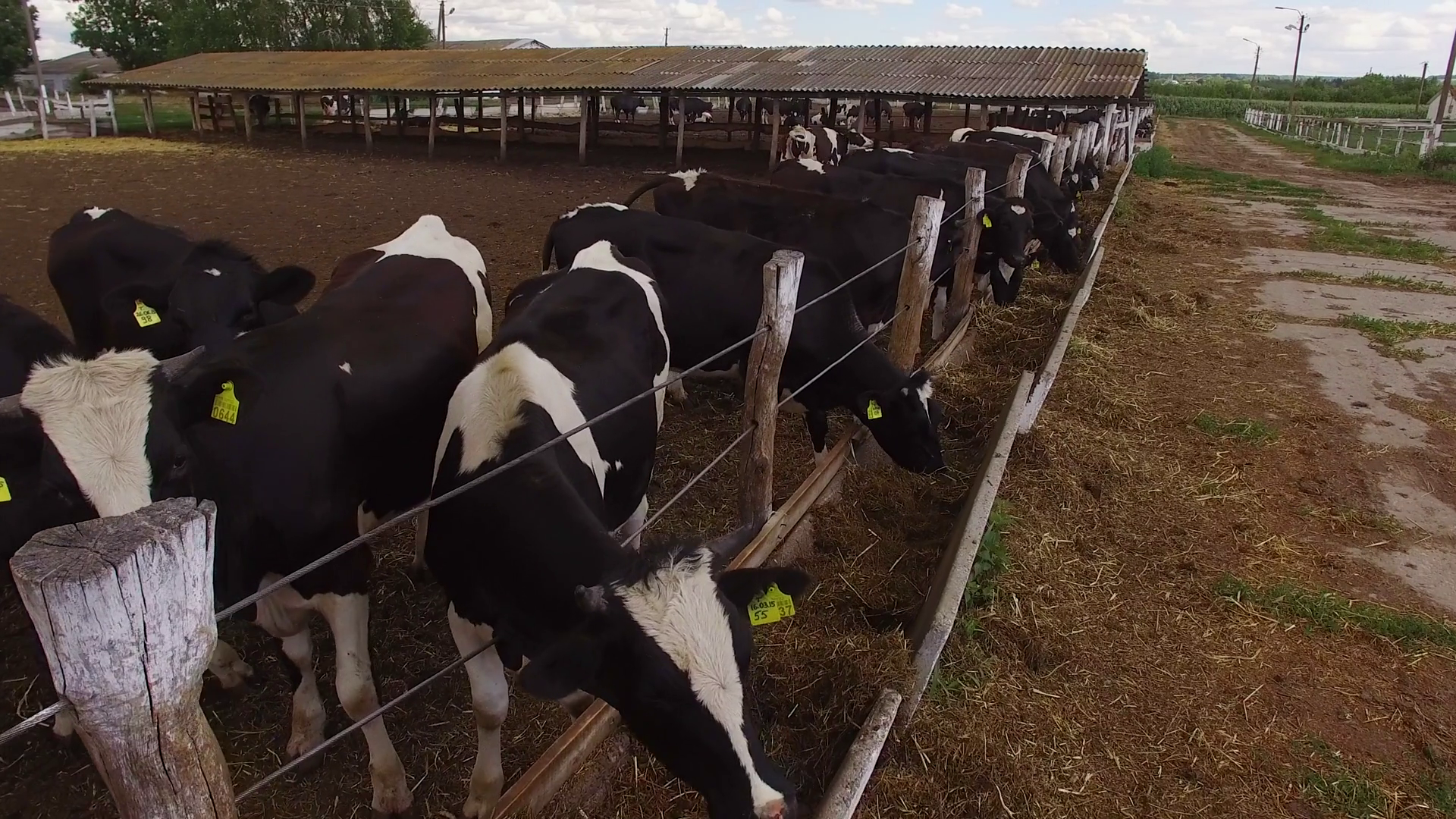 Cows stand near fence. Domestic animals are eating. Create best conditions for livestock