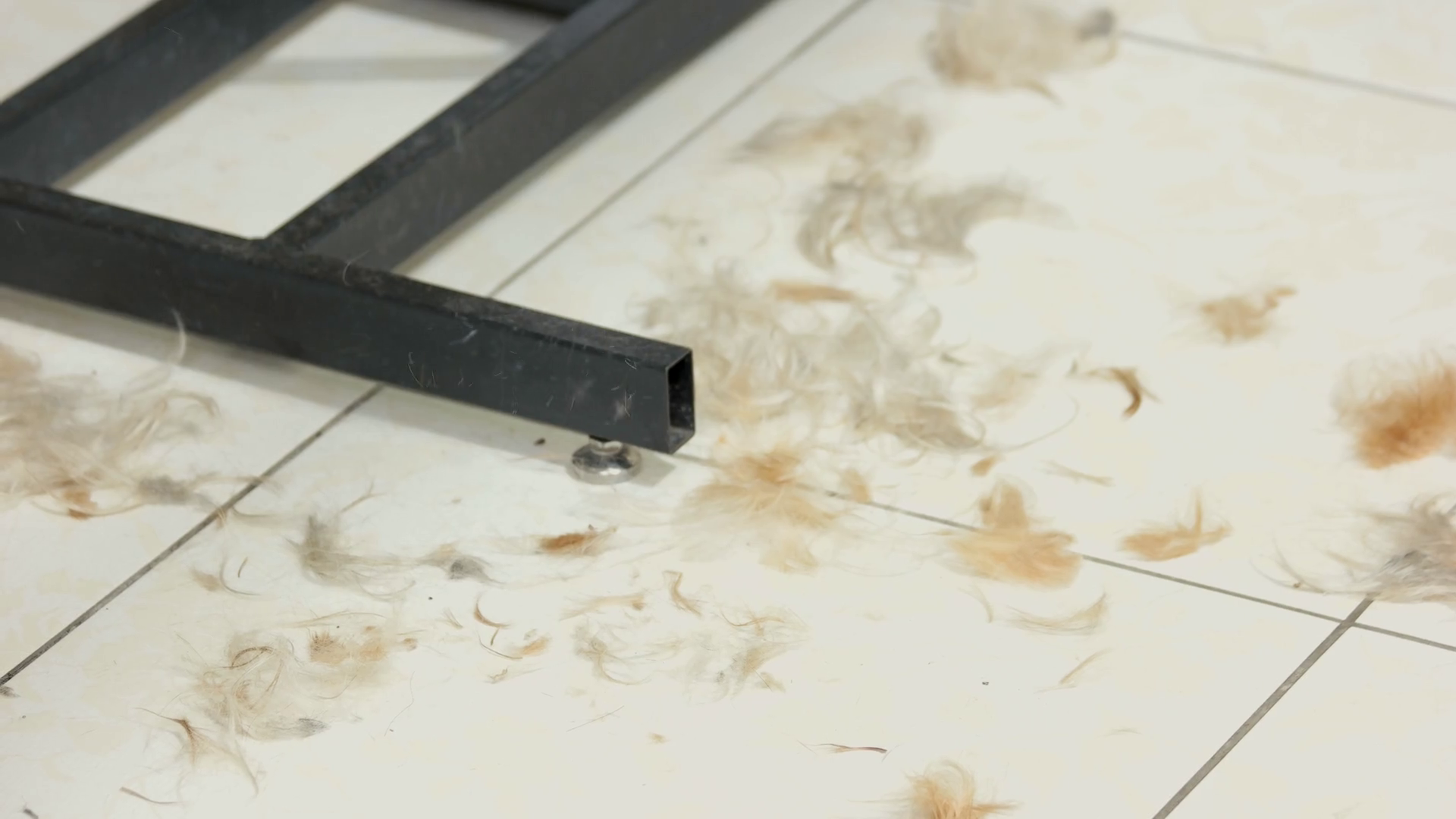 Dog Hair On Tile Floor Animal Fur Clippings Stock Footage SBV318035833