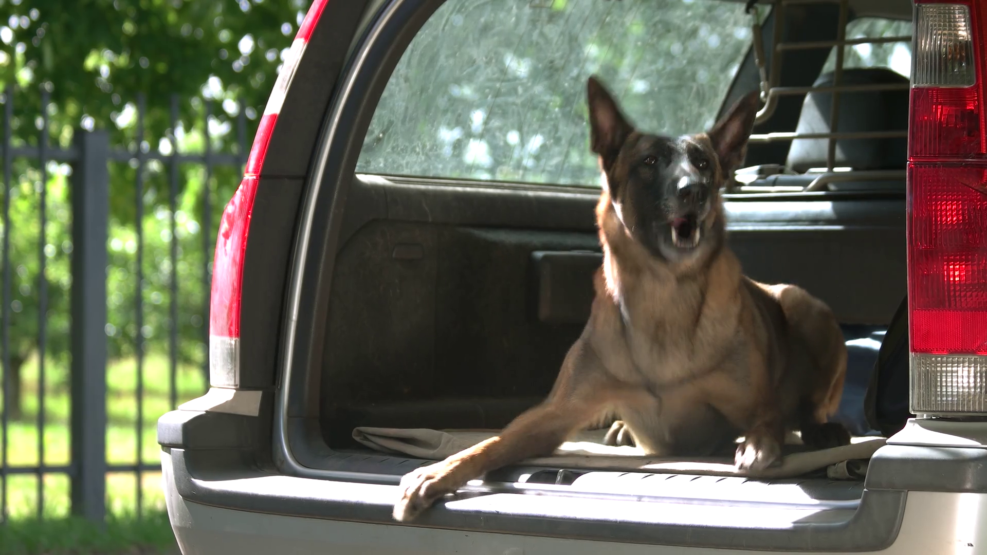 Dog Is Barking Inside Car Trunk Dog Is Lying Stock Footage SBV