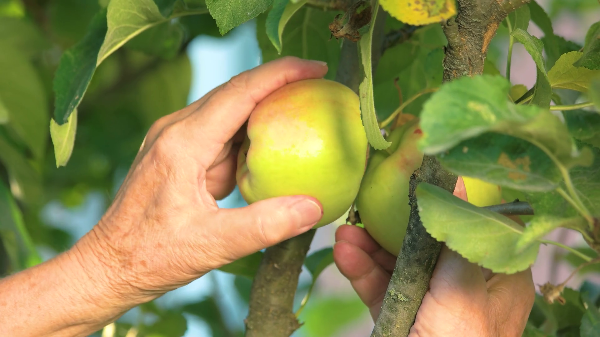 Female Hands Picking Apples Green Fruits On Stock Footage SBV313955963
