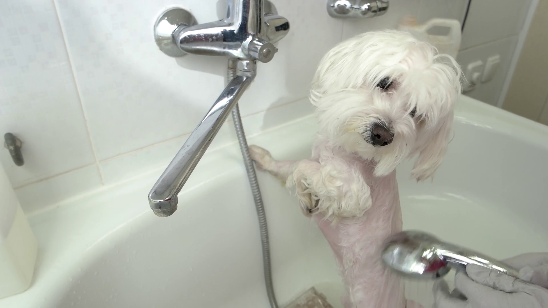 Hands Washing Adorable Dog Maltese Getting Stock Footage SBV316710919