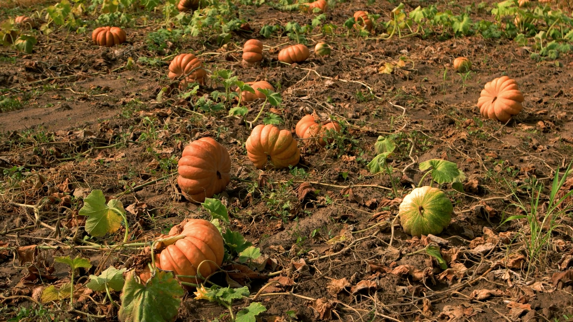 Halloween pumpkins on farm. Organic vegetable farming