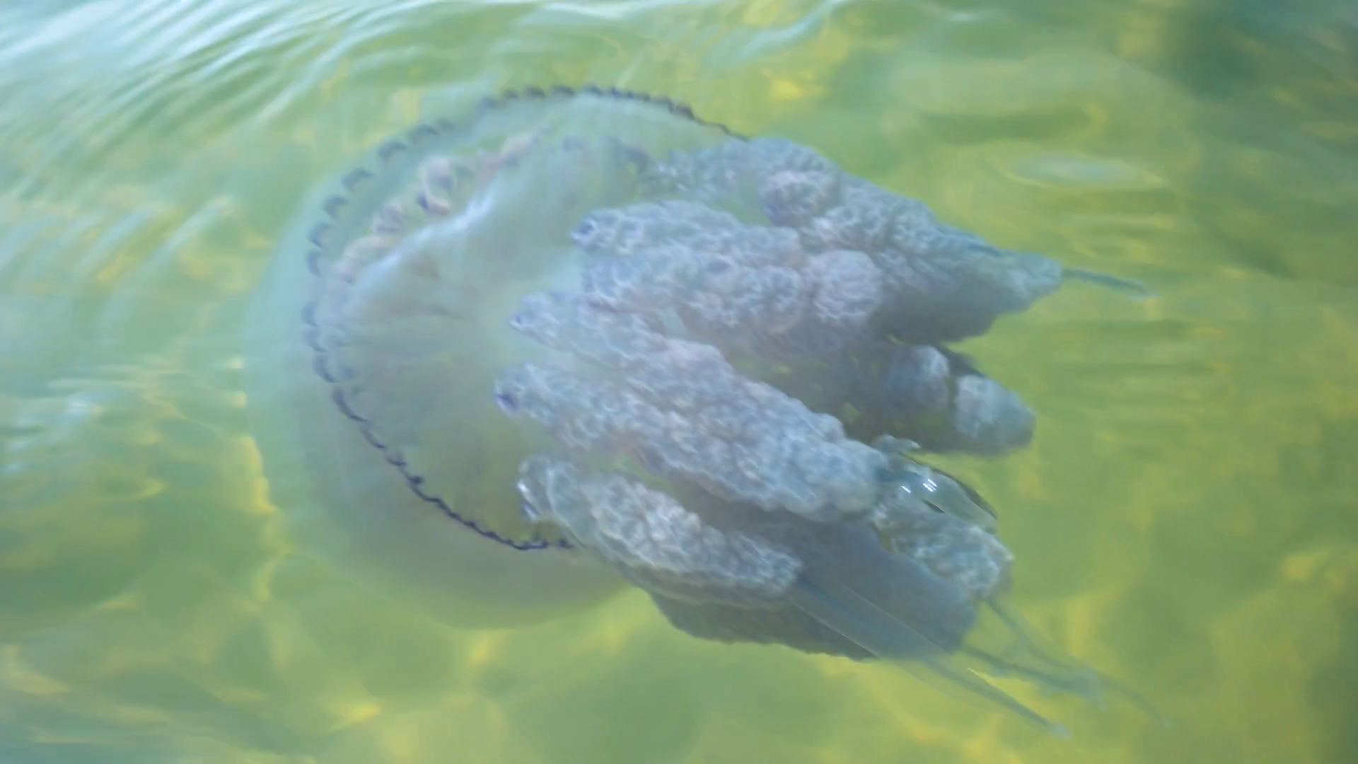 Jellyfish, water and sunlight. Blue jellyfish with tentacles. Ocean