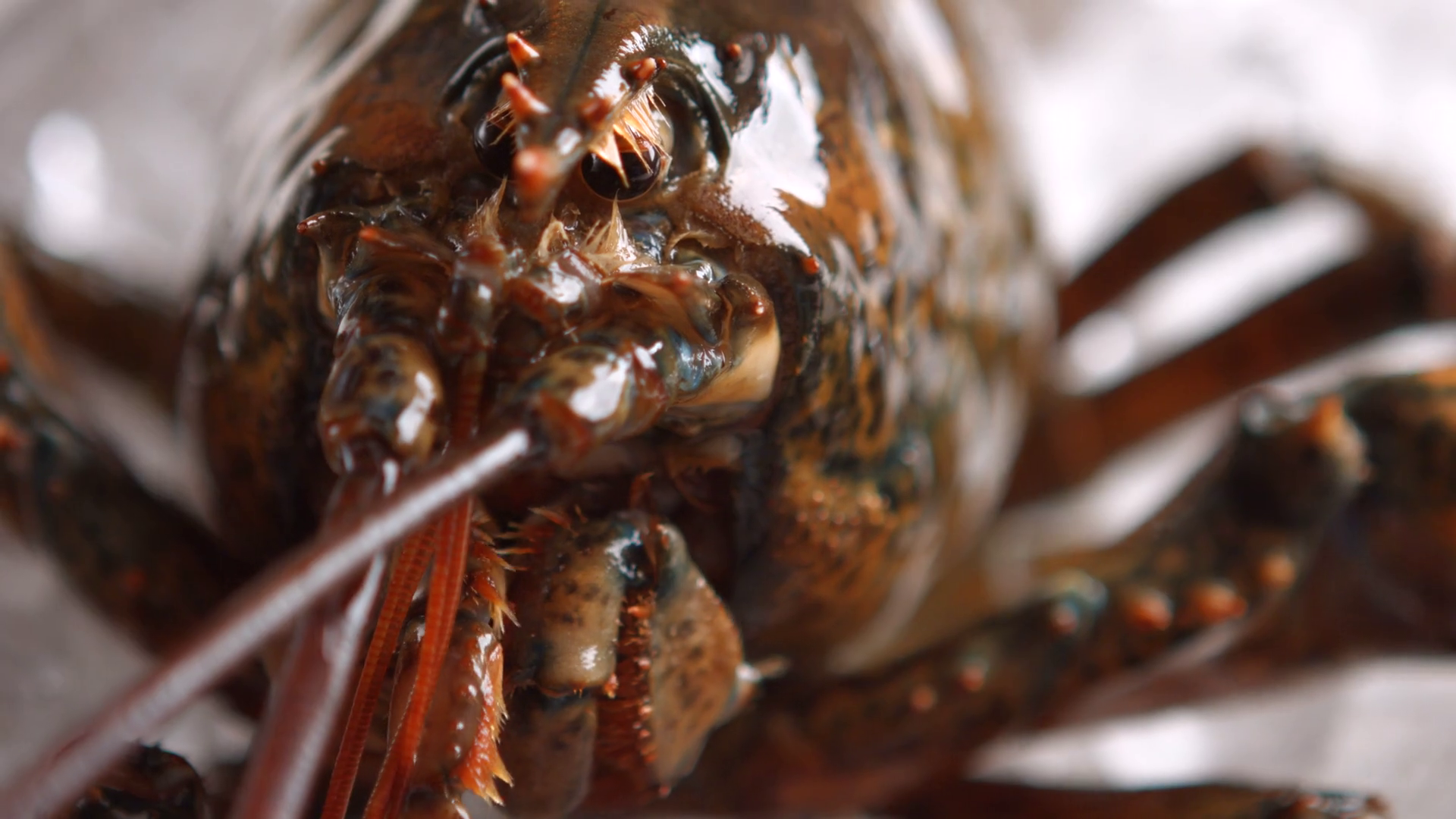 Lobster moves his mouth. Head of brown lobster. What is this place