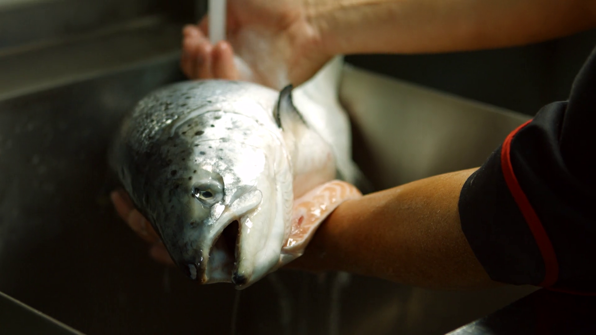 The Importance of Washing Fresh Fish BioBubblePets