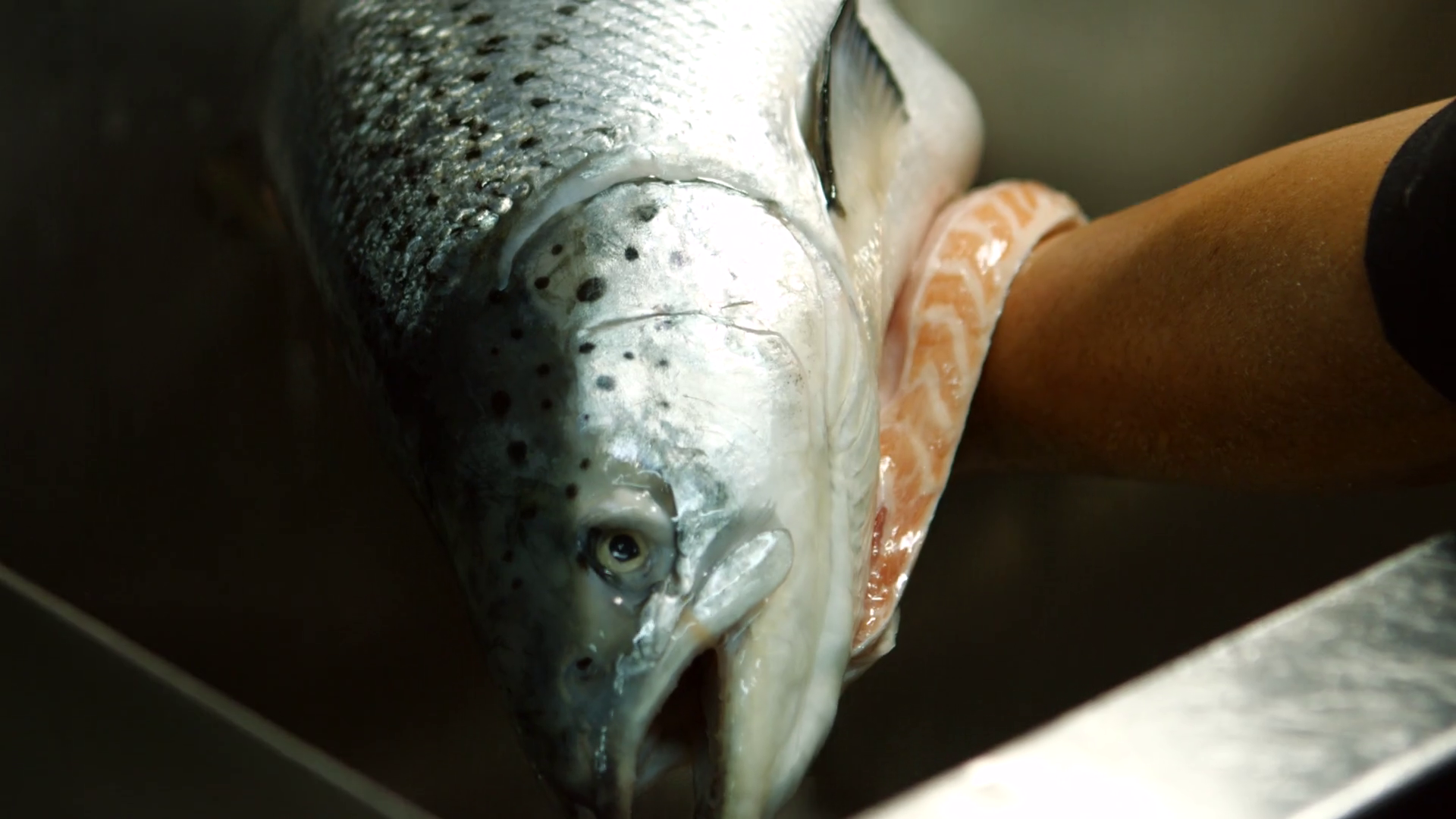 Man's Hands Washing Fish Fish Under Flow Of Stock Footage SBV318208268