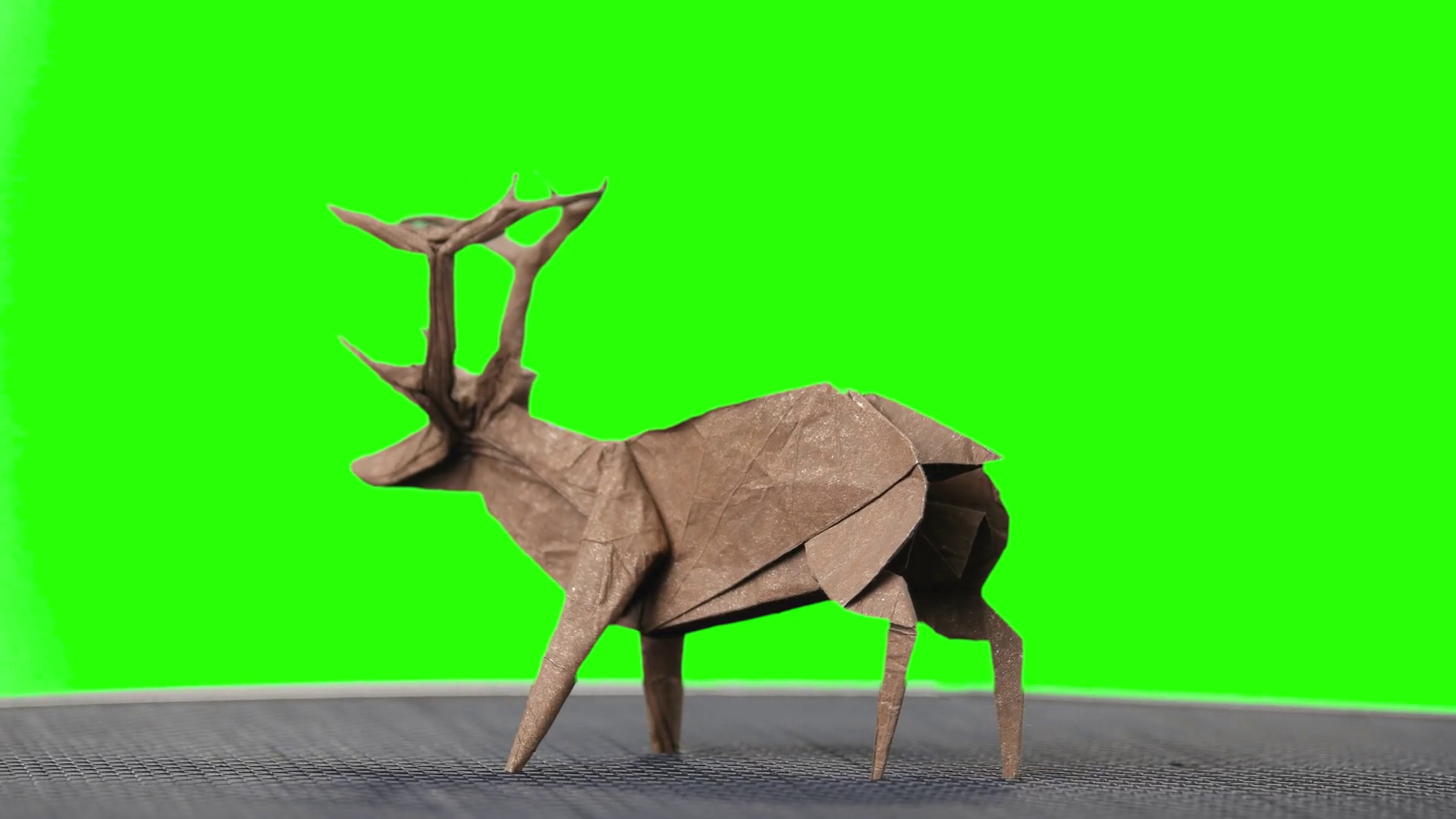 Fine for hitting a key deer picture