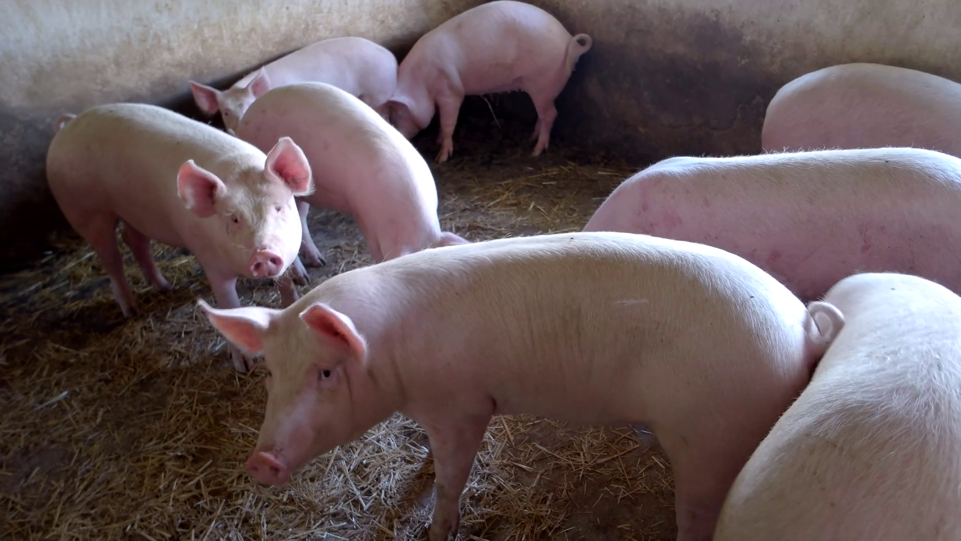 Pigs Eating Straw: Small Group In Barn Farm Stock Footage SBV-314712816 ...