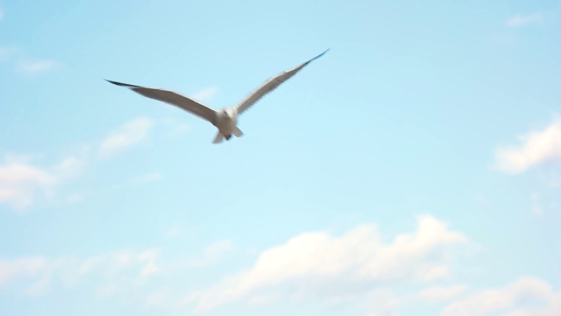 Seagull Flying Slow Motion Bird On Blue Sky Stock Footage SBV315868906 Storyblocks