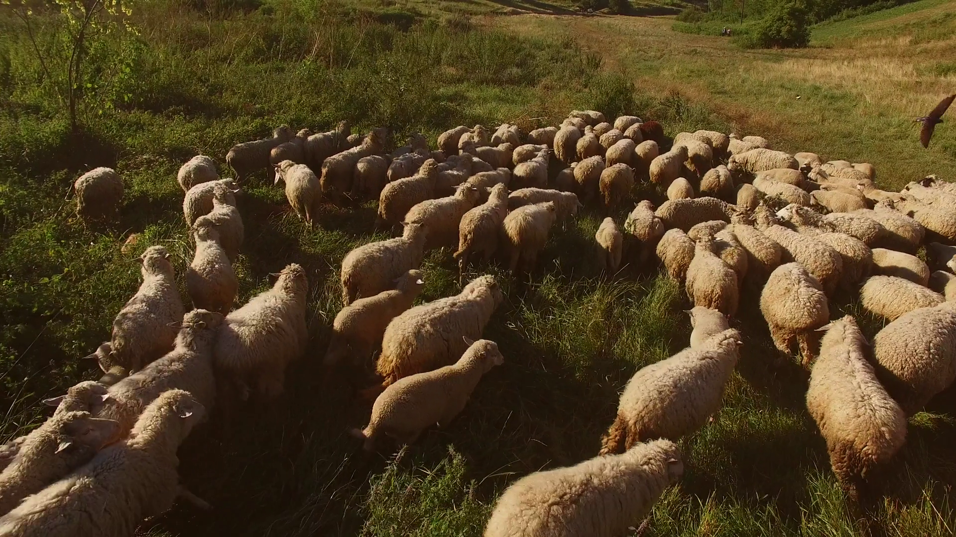Sheep Walking On Meadow Flock Of White Sheep Stock Footage SBV ...