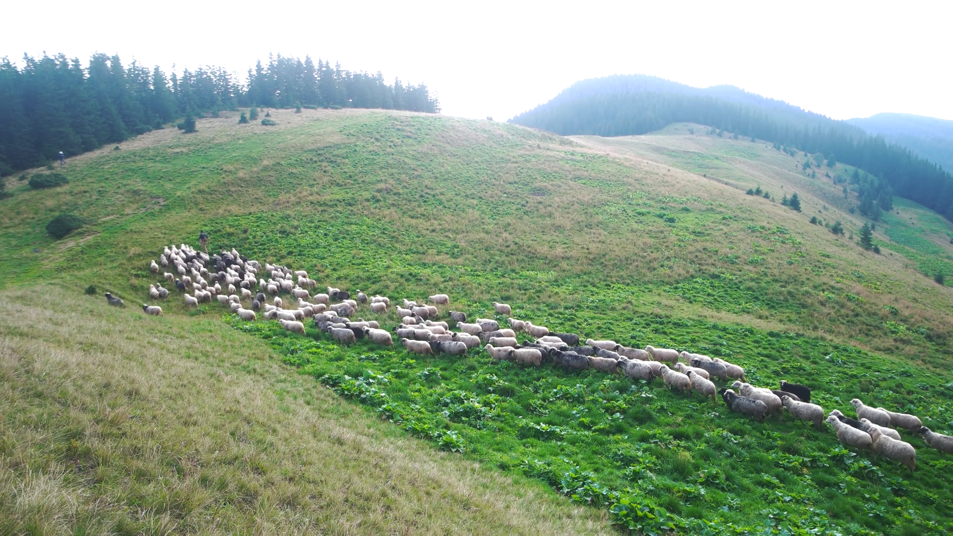 Shepherd Guiding Sheep On Mountain Summer Stock Footage SBV-337767039 ...