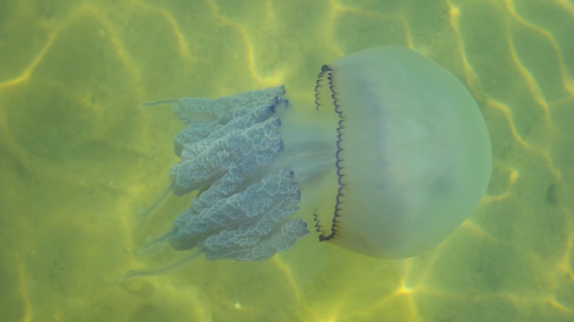 Water Jellyfish Jellyfish With Tentacles In Stock Footage SBV314466618