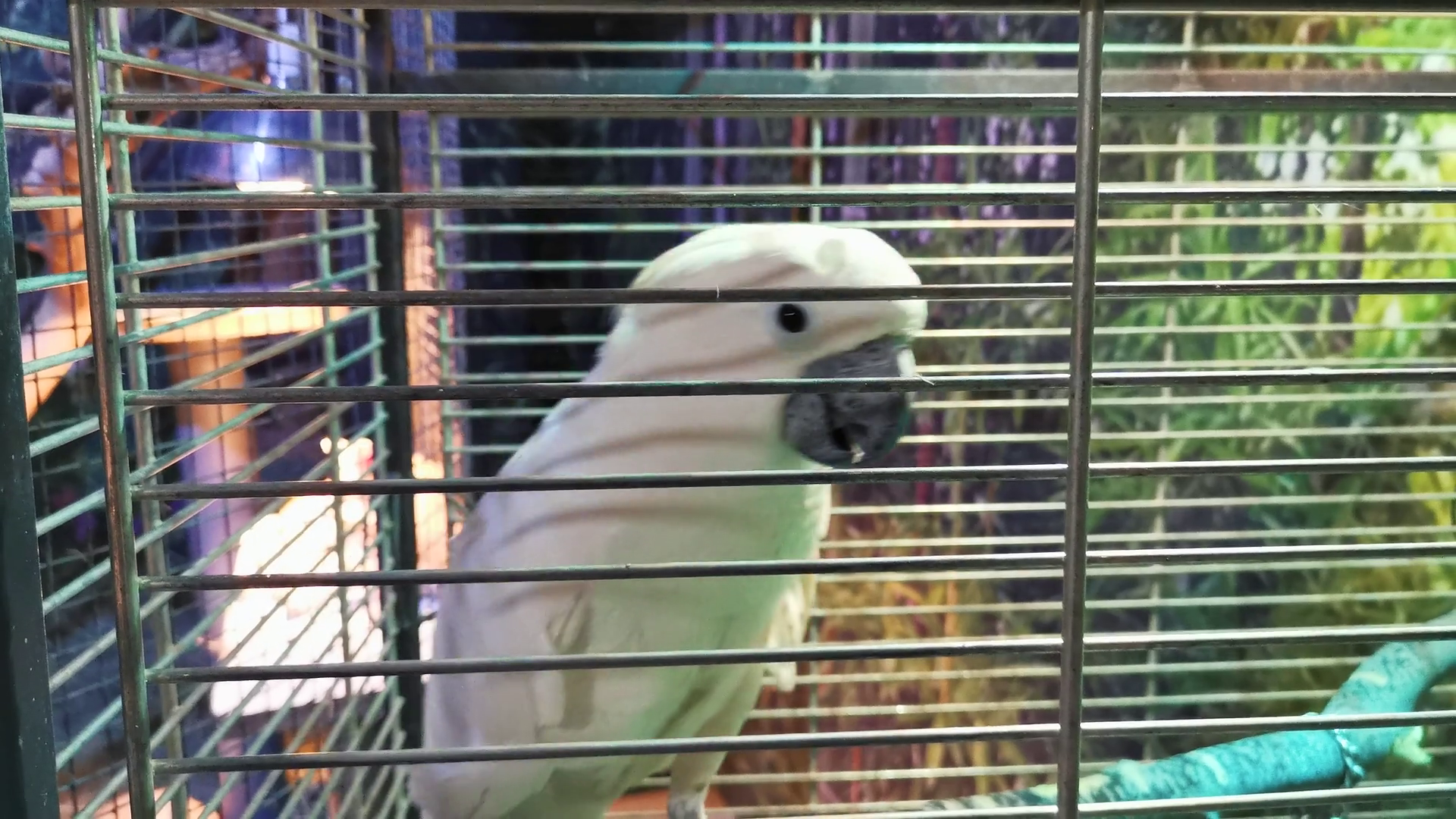 White Parrot Is Biting Cage Close Up Active Stock Footage SBV338168701
