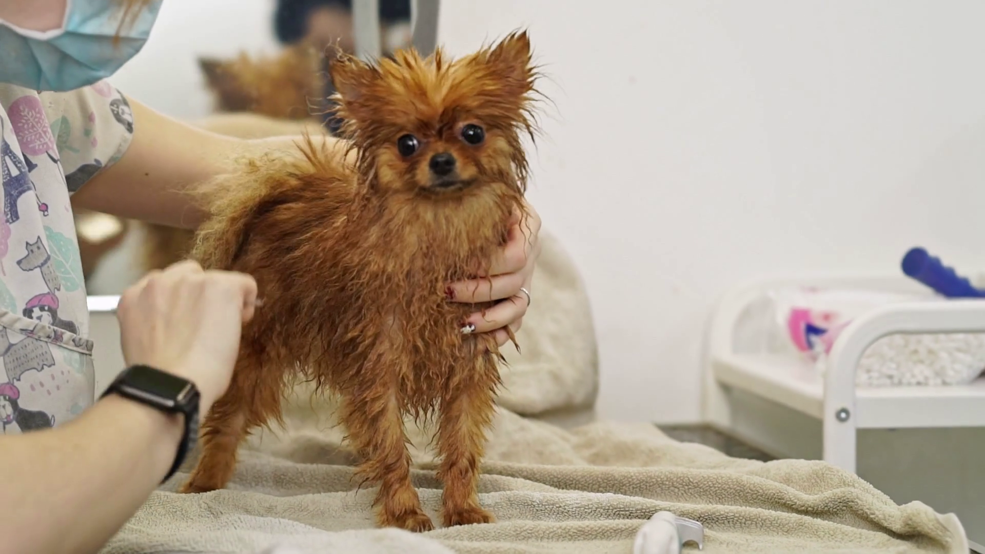 A Female Pet Hairdresser Grooming Small Cute Stock Footage SBV ...