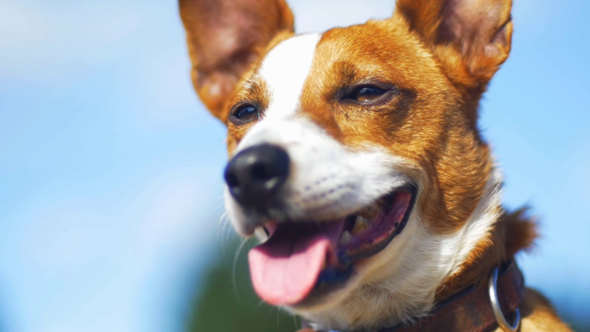 Jack Russell Staring At Dogs Panting In Sun Stock Footage SBV325596209