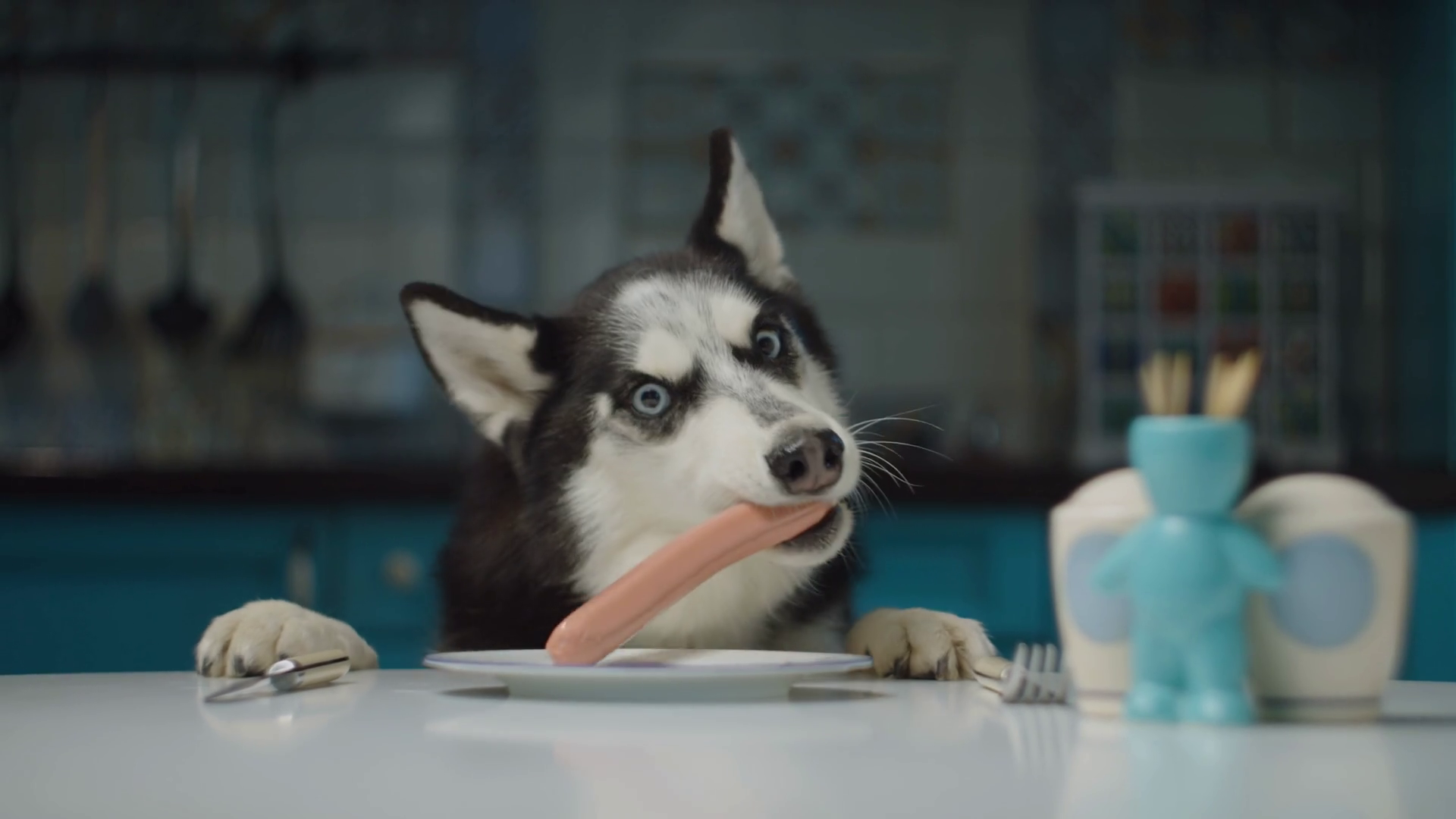 Black White Siberian Husky Dog Eating Human Stock Footage SBV346984849