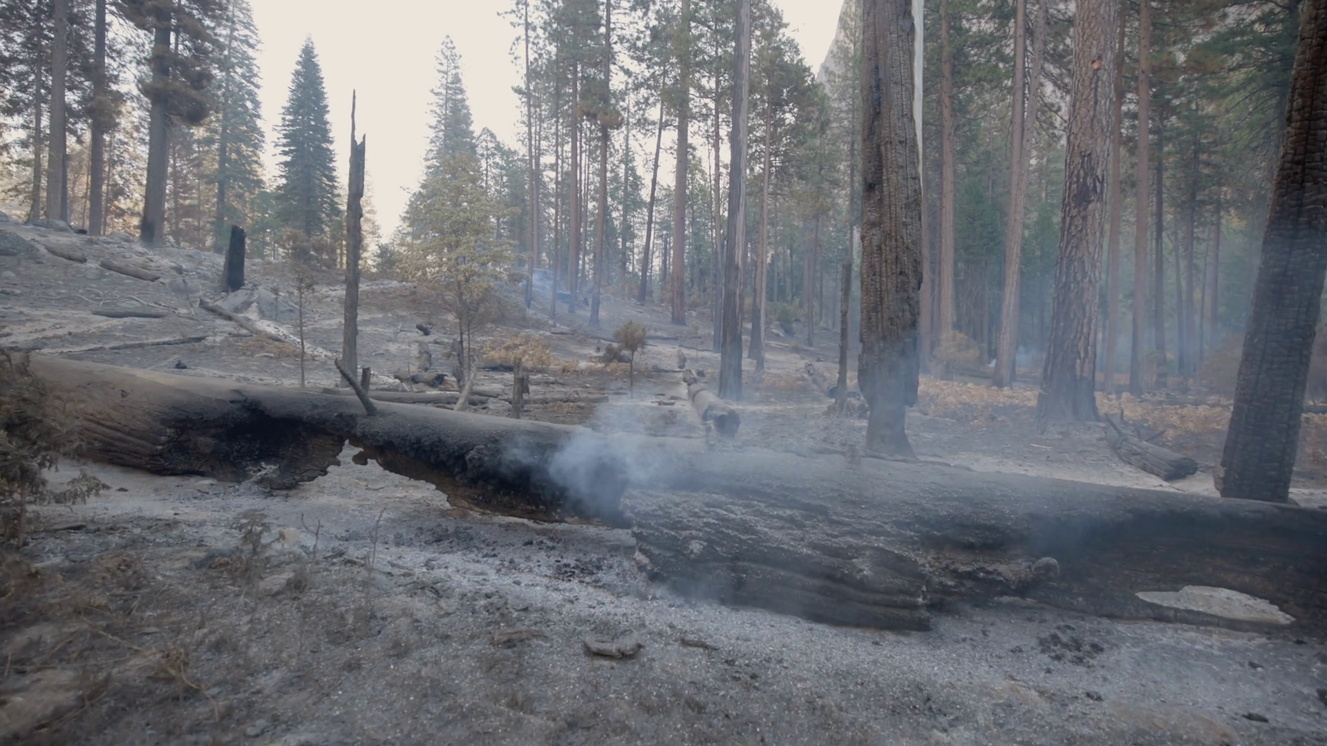 Aftermath Of Forest Fire Destructive Smoke Stock Footage SBV-351826844 ...