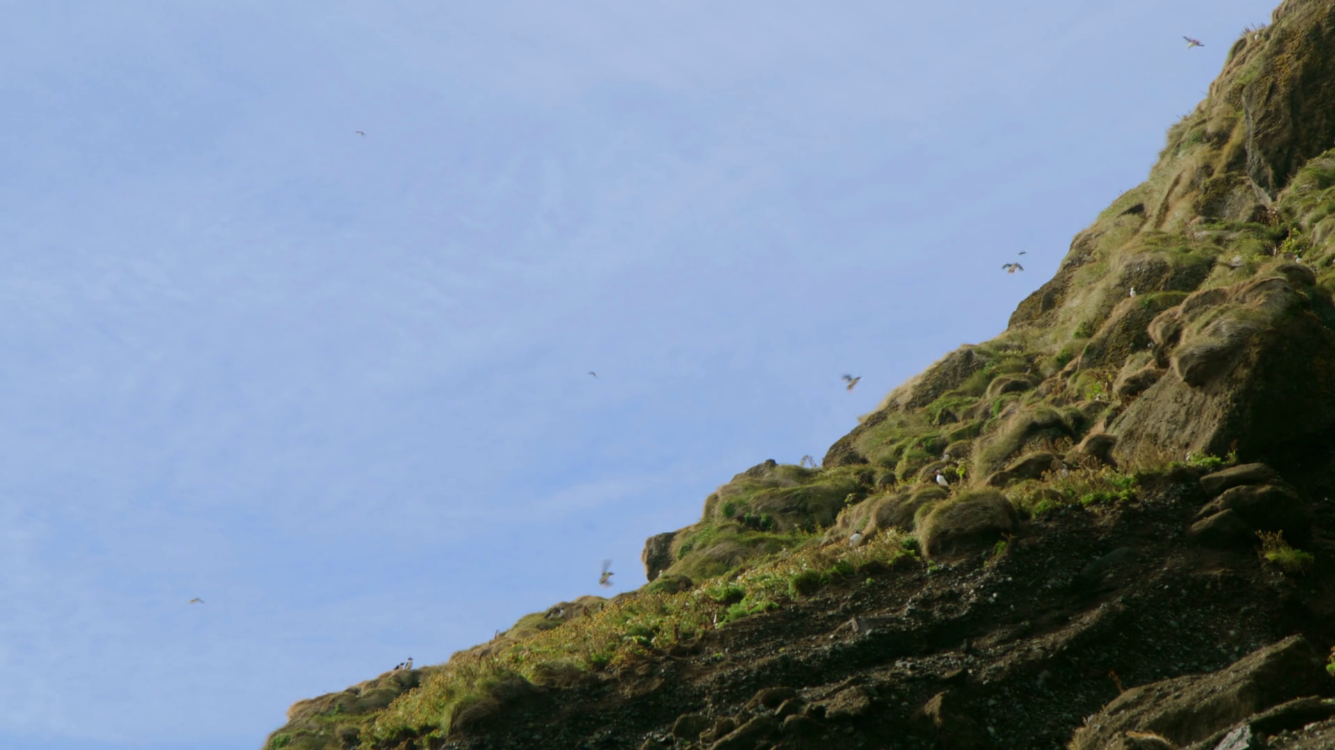 Puffins Are Nesting In Breathtakingly Scenic Stock Footage SBV ...