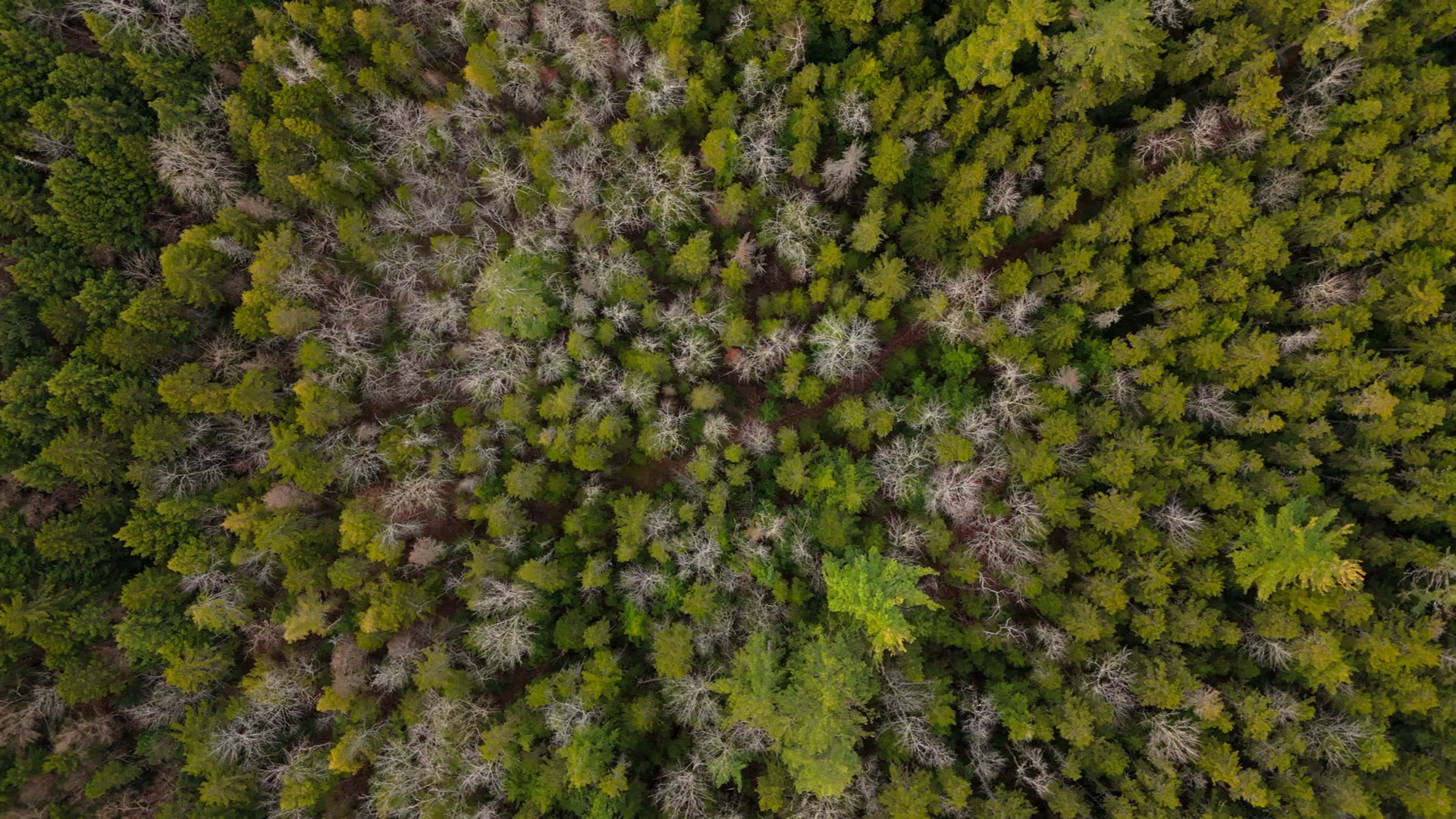 A Stunning Aerial View Of Lush Green Forest Stock Footage SBV-351988183 ...