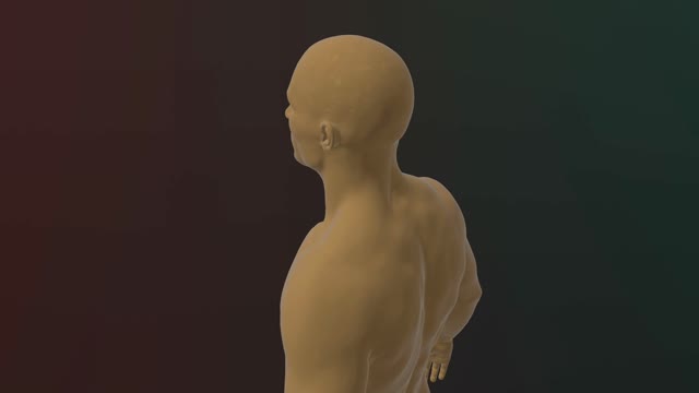 Body Animation Brain Stock Footage: Royalty-Free Video Clips - Storyblocks