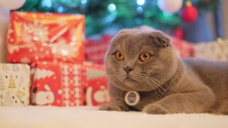 Serious purebred gray cat on the background of a Christmas tree and presents. A domestic cat with big yellow eyes rests near a Christmas